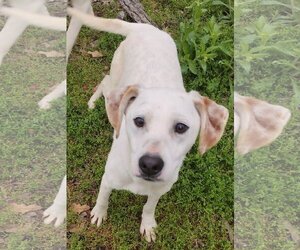 Beagle-Unknown Mix Dogs for adoption in Baileyton, AL, USA