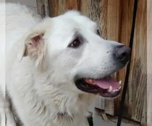 Great Pyrenees Dogs for adoption in Cabool, MO, USA