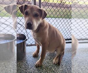 Labrador Retriever Dogs for adoption in Salisbury, NC, USA