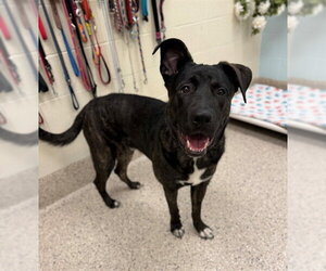 Holland Shepherd-Unknown Mix Dogs for adoption in Brighton, CO, USA