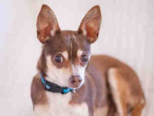 Medium Photo #1 Chihuahua Puppy For Sale in Santa Barbara, CA, USA