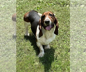 Basset Hound Dogs for adoption in Ball Ground, GA, USA