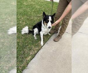 Border Collie Dogs for adoption in Sugar Land, TX, USA