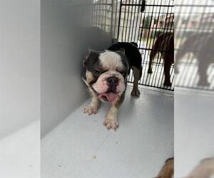 French Bulldog Dogs for adoption in Houston, TX, USA