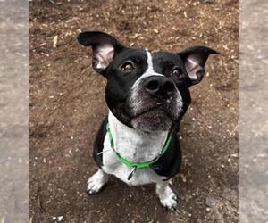 American Pit Bull Terrier Dogs for adoption in Denver, CO, USA