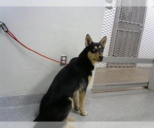 German Shepherd Dog-Unknown Mix Dogs for adoption in Pasadena, TX, USA