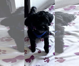 Poodle (Miniature) Dogs for adoption in Spring, TX, USA