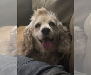 Cocker Spaniel Dogs for adoption in Brights Grove, Ontario, Canada