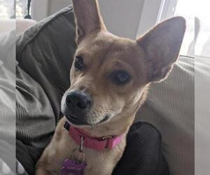 Pembroke Welsh Corgi-Shiba Inu Mix Dogs for adoption in Crystal , MN, USA
