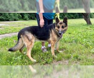 German Shepherd Dog Dogs for adoption in Terre Haute, IN, USA