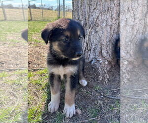 German Shepherd Dog-Unknown Mix Dogs for adoption in Princeton, MN, USA