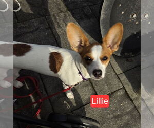 Jack-Rat Terrier Dogs for adoption in Oakhurst, NJ, USA