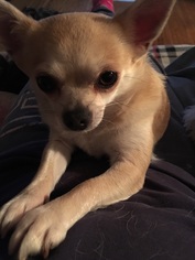 Chihuahua Dogs for adoption in Forest Lake, MN, USA