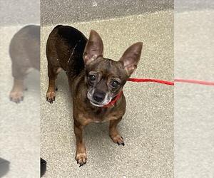 Chihuahua-Unknown Mix Dogs for adoption in Las Vegas, NV, USA