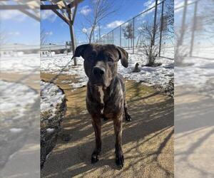 American Bulldog-Unknown Mix Dogs for adoption in Toronto, Ontario, Canada