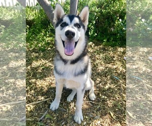 Alaskan Husky Dogs for adoption in San Bernardino , CA, USA