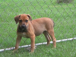 Mastador Dogs for adoption in Pawtucket, RI, USA