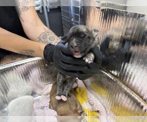 German Shepherd Dog-Unknown Mix Dogs for adoption in Visalia, CA, USA