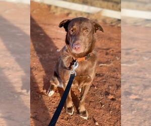 Labrador Retriever-Unknown Mix Dogs for adoption in Laramie, WY, USA
