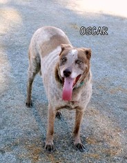 Labrador Retriever Dogs for adoption in Lindsay, CA, USA