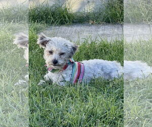 Mutt Dogs for adoption in San Francisco, CA, USA
