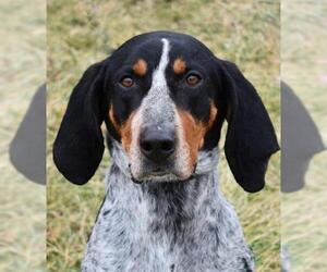 Bluetick Coonhound Dogs for adoption in Nashville, IN, USA