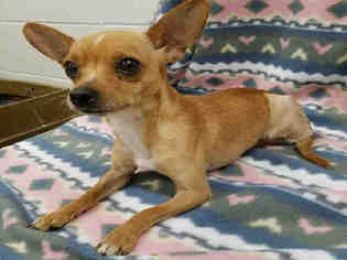 Chihuahua Dogs for adoption in Peoria, IL, USA