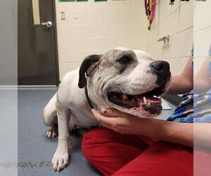 Bullypit Dogs for adoption in Denver, CO, USA