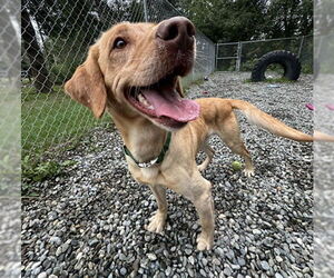 Labrador Retriever-Unknown Mix Dogs for adoption in Anchorage, AK, USA
