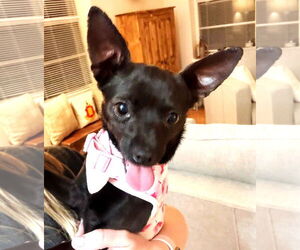 Chihuahua-Unknown Mix Dogs for adoption in Grafton, WI, USA