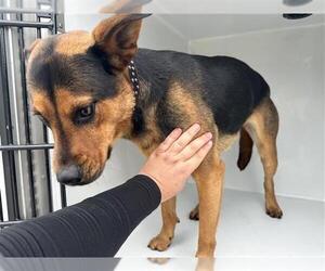 German Shepherd Dog-Unknown Mix Dogs for adoption in Houston, TX, USA