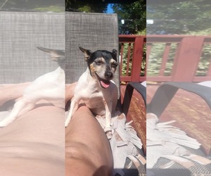 Rat Terrier Dogs for adoption in Thomasville, NC, USA