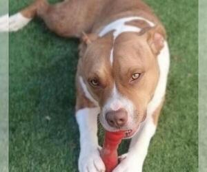 American Pit Bull Terrier-Unknown Mix Dogs for adoption in Las Vegas, NV, USA