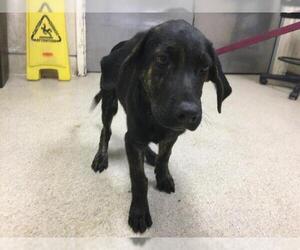 German Shepherd Dog-Unknown Mix Dogs for adoption in Riverside, CA, USA