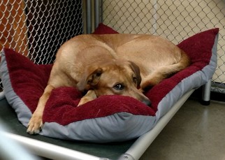 Rhodesian Ridgeback-Unknown Mix Dogs for adoption in Durand, WI, USA