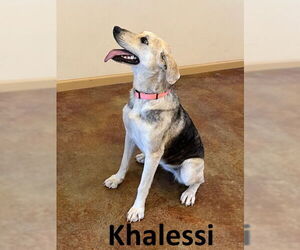 Siberian Husky-Unknown Mix Dogs for adoption in Mountain View, AR, USA