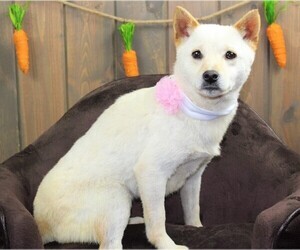 Shiba Inu Dogs for adoption in Shreveport, LA, USA
