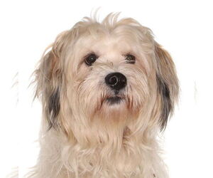 Maltese Dogs for adoption in Oakland Park, FL, USA