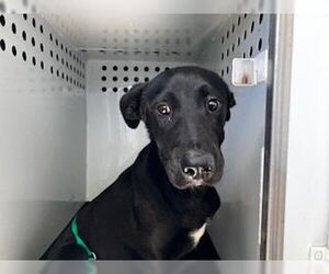 Labrador Retriever-Unknown Mix Dogs for adoption in Bakersfield, CA, USA
