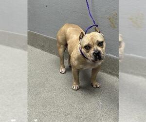 American Pit Bull Terrier-Unknown Mix Dogs for adoption in Las Vegas, NV, USA