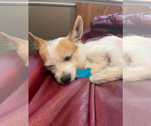 Chihuahua-Unknown Mix Dogs for adoption in Plainfield, IL, USA