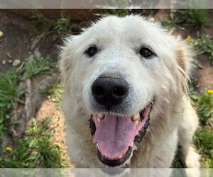 Great Pyrenees Dogs for adoption in Tulsa, OK, USA