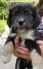 Australian Retriever Dogs for adoption in Minneapolis, MN, USA