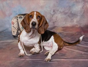 Basset Hound Dogs for adoption in Cary, NC, USA