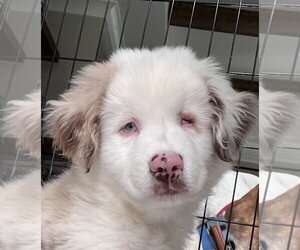 Australian Shepherd-Unknown Mix Dogs for adoption in Raleigh, NC, USA