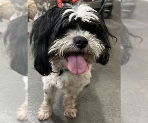 Zuchon Dogs for adoption in Forestville, MD, USA