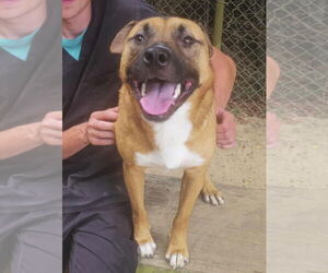 Carolina Dog-Unknown Mix Dogs for adoption in Orangeburg, SC, USA