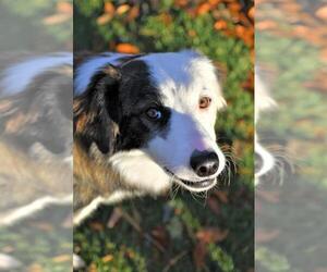 Border Collie Dogs for adoption in Prosser, WA, USA