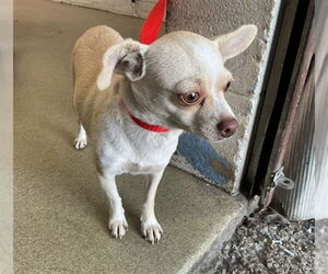 Chihuahua Dogs for adoption in San Bernardino, CA, USA
