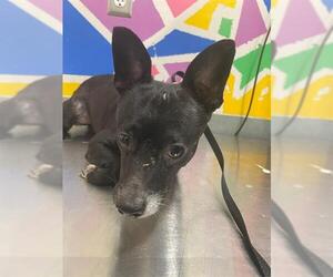 Chihuahua Dogs for adoption in Baytown, TX, USA